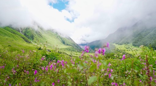 インド 花の谷